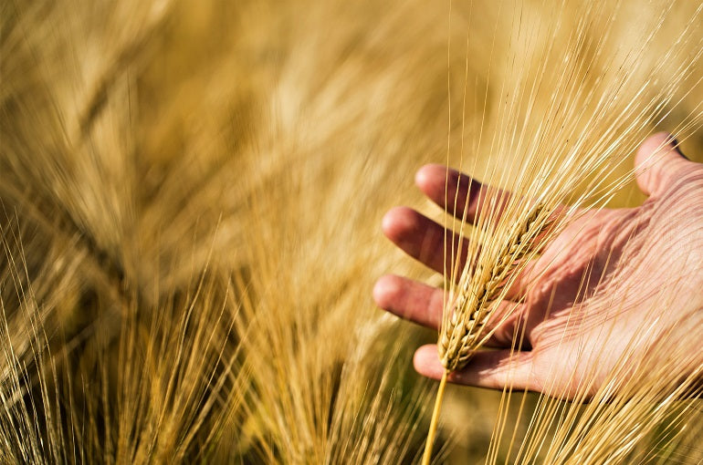 Il nostro Orzo